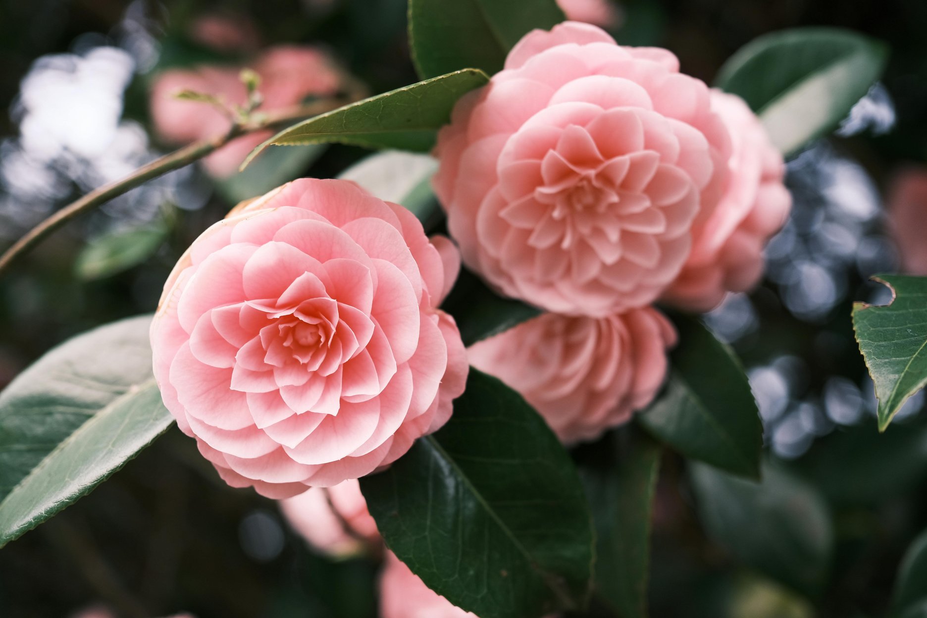 Camellia japonica - pink flowers